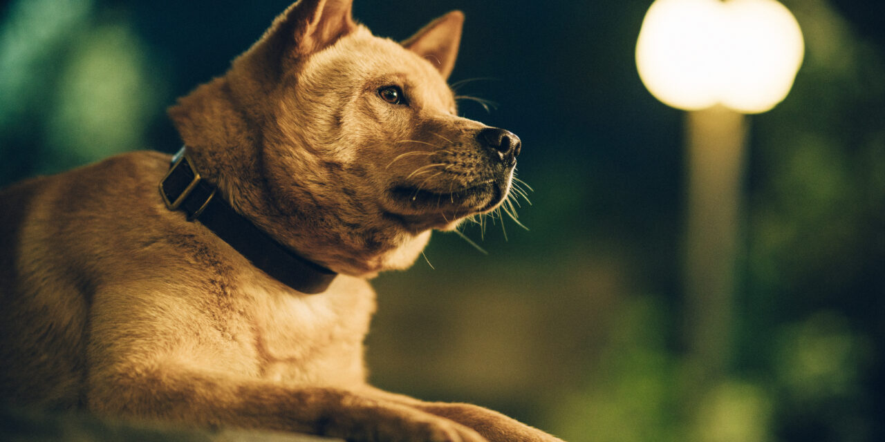 CINE | “Hachiko 2”: la película que te hará abrazar a tu mascota