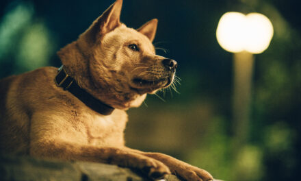 CINE | “Hachiko 2”: la película que te hará abrazar a tu mascota