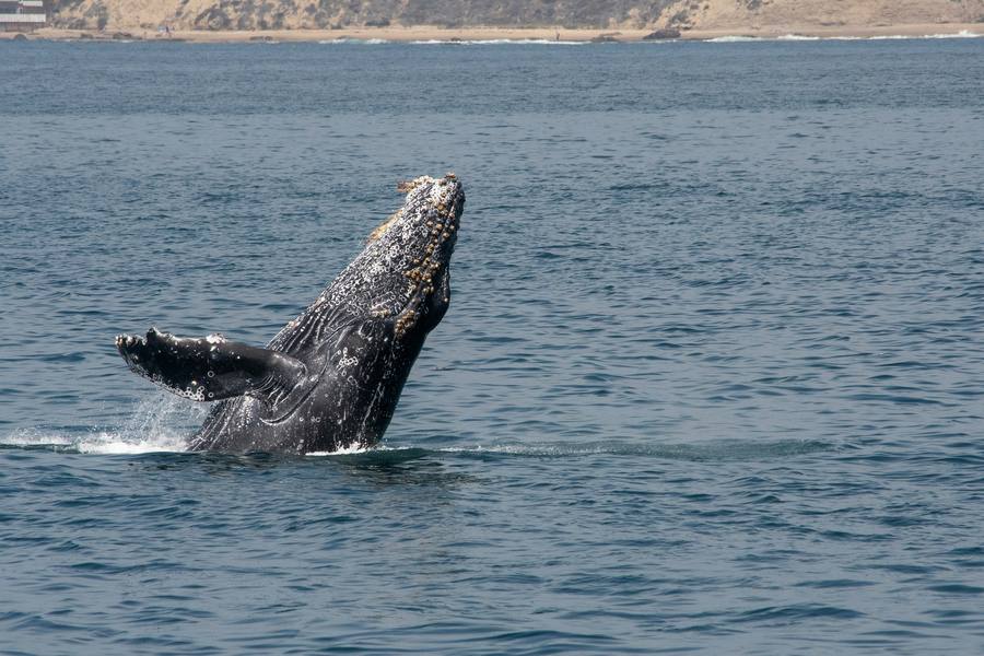 Estiman que es físicamente imposible que una ballena jorobada se trague a una persona