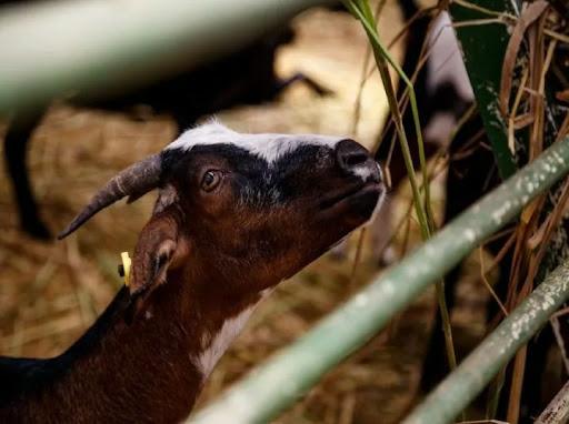 Expoferia Nacional Bufalina, Ovina y Caprina ya tiene fecha para la próxima edición: Del 11 al 15 de marzo de 2026
