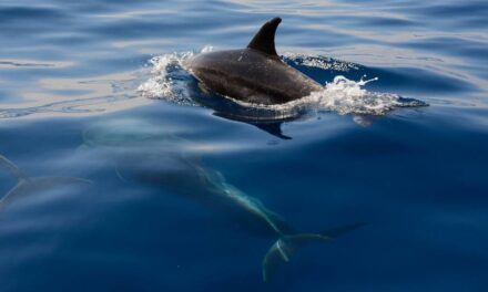 El 23 de julio se conmemoró el día dedicado a las Ballenas y los Delfines